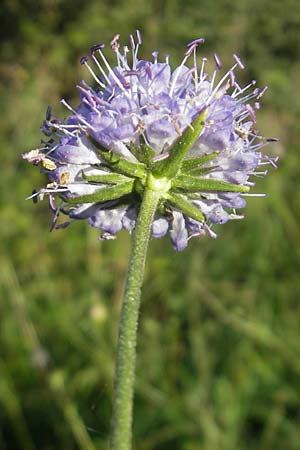 Succisa pratensis \ Teufelsabbiss / Devil's-bit Scabious, F Auvergne Donjon 27.8.2011