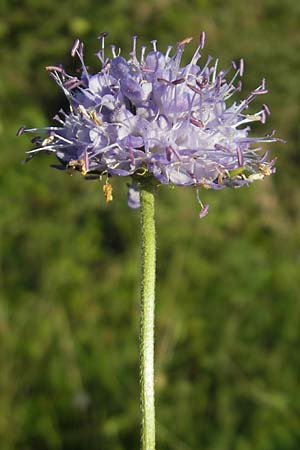 Succisa pratensis \ Teufelsabbiss / Devil's-bit Scabious, F Auvergne Donjon 27.8.2011