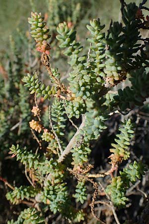 Suaeda maritima \ Salz-Sode / Annual Sea Blite, F Camargue,  Mas-Thibert 2.5.2023