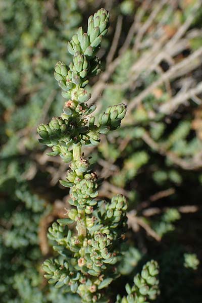Suaeda maritima \ Salz-Sode / Annual Sea Blite, F Camargue,  Mas-Thibert 2.5.2023