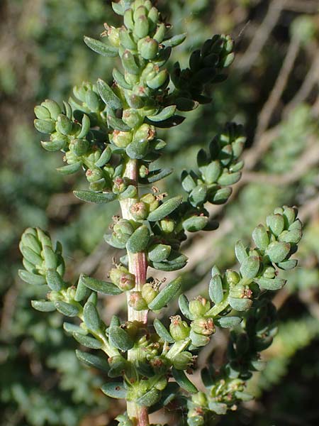Suaeda maritima \ Salz-Sode / Annual Sea Blite, F Camargue,  Mas-Thibert 2.5.2023