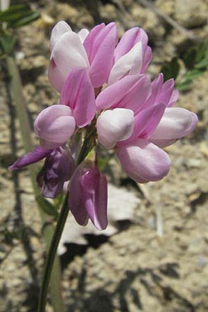 Securigera varia \ Bunte Kronwicke, Bunte Beilwicke / Purple Crownvetch, F Dept. Aveyron,  Tiergues 8.6.2006