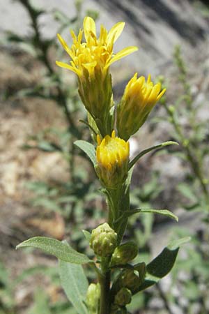 Solidago virgaurea \ Gewhnliche Goldrute, Echte Goldrute / Goldenrod, F Pyrenäen/Pyrenees, Prades 12.8.2006