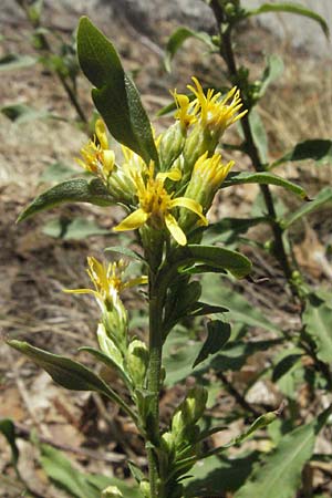 Solidago virgaurea \ Gewhnliche Goldrute, Echte Goldrute / Goldenrod, F Pyrenäen/Pyrenees, Prades 12.8.2006