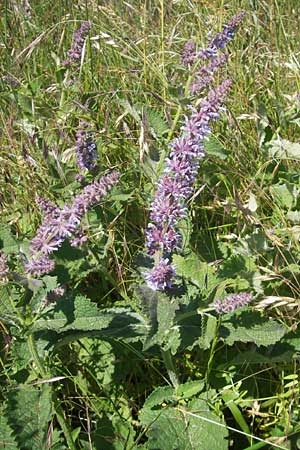Salvia verticillata \ Quirl-Salbei / Whorled Sage, F Causse du Larzac 3.6.2009