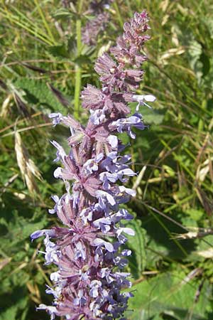 Salvia verticillata \ Quirl-Salbei / Whorled Sage, F Causse du Larzac 3.6.2009
