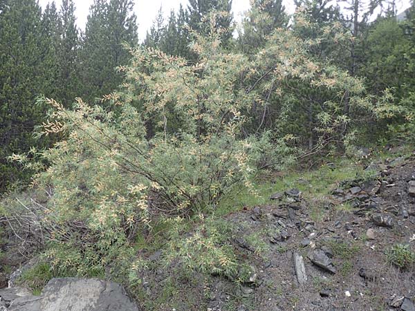 Salix viminalis \ Korb-Weide / Common Osier, F Col de la Bonette 8.7.2016