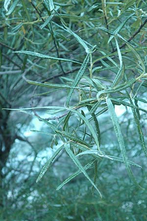 Salix viminalis \ Korb-Weide / Common Osier, F Gorges du Bachelard 9.7.2016