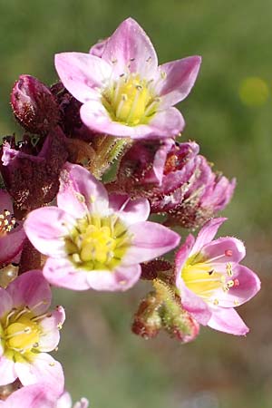 Sedum villosum \ Moor-Mauerpfeffer / Hairy Stonecrop, F Pyrenäen/Pyrenees, Puigmal 1.8.2018