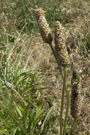 Plantago lanceolata \ Spitz-Wegerich / Ribwort Plantain, F S. Gilles 7.6.2006