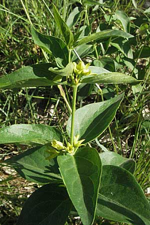 Vincetoxicum hirundinaria subsp. intermedium \ Schwalbenwurz / Swallow Wort, F Maures,  Bois de Rouquan 12.5.2007