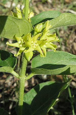Vincetoxicum hirundinaria subsp. intermedium \ Schwalbenwurz / Swallow Wort, F Maures,  Bois de Rouquan 12.5.2007