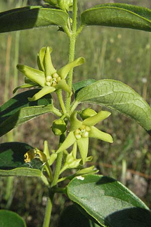 Vincetoxicum hirundinaria subsp. intermedium \ Schwalbenwurz / Swallow Wort, F Maures,  Bois de Rouquan 12.5.2007