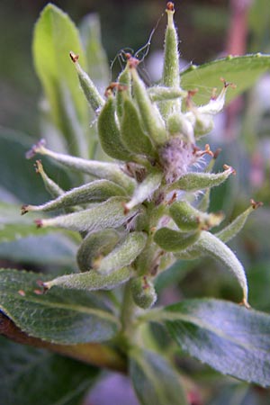 Salix foetida \ Stink-Weide, Ruch-Weide / Grayleaf Willow, F Pyren&auml;en/Pyrenees, Eyne 25.6.2008