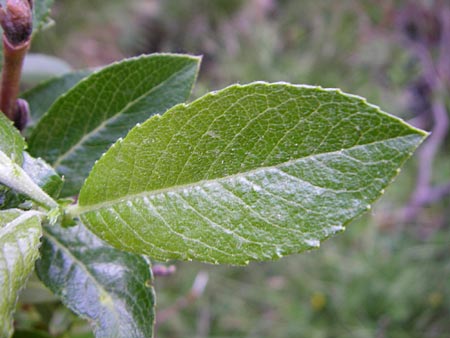 Salix foetida \ Stink-Weide, Ruch-Weide / Grayleaf Willow, F Pyren&auml;en/Pyrenees, Eyne 25.6.2008