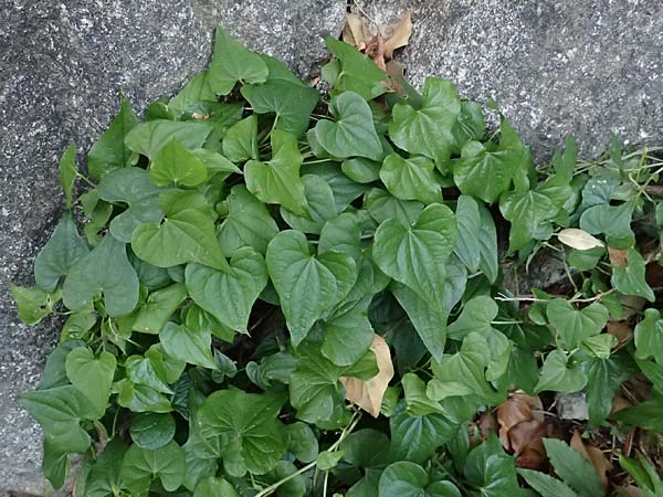 Dioscorea communis \ Schmerwurz / Black Bryony, F Tende 18.5.2026