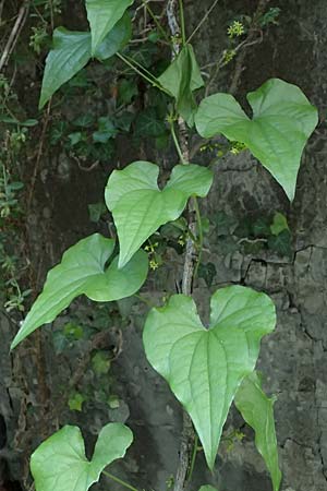 Dioscorea communis \ Schmerwurz / Black Bryony, F Tende 18.5.2026