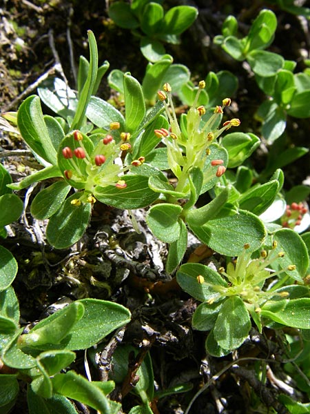 Salix retusa \ Stumpfblttrige Weide / Stunted Willow, F Pyrenäen/Pyrenees, Eyne 25.6.2008