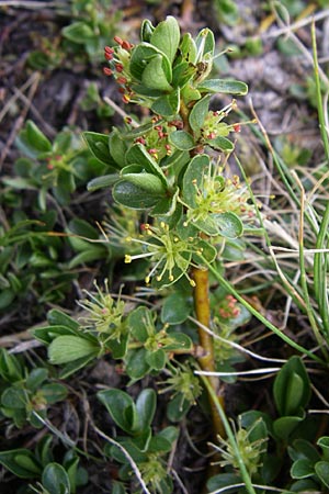 Salix retusa \ Stumpfblttrige Weide / Stunted Willow, F Pyrenäen/Pyrenees, Eyne 25.6.2008
