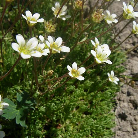 Saxifraga hariotii \ Hariots Steinbrech / Hariot's Saxifrage, F Col de Lautaret Botan. Gar.  28.6.2008