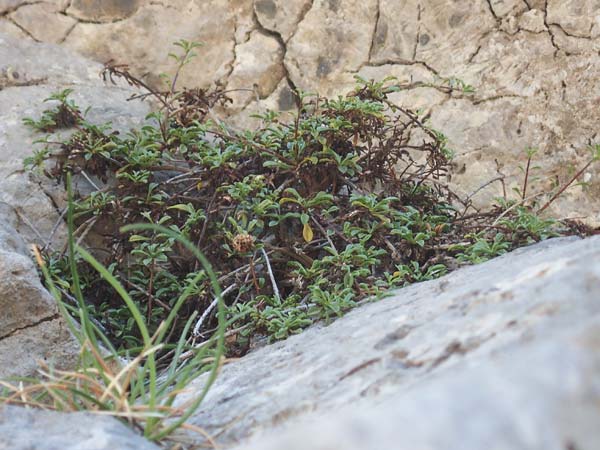 Rhamnus oleoides \ Olivenbl&auml;ttriger Kreuzdorn / European Buckthorn, Mediterranean Buckthorn, F Pyren&auml;en/Pyrenees, Gorges de Galamus 23.7.2018