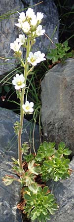 Saxifraga aquatica \ Wasser-Steinbrech / Pyrenean Water Saxifrage, F Pyren&auml;en/Pyrenees, Puigmal 1.8.2018