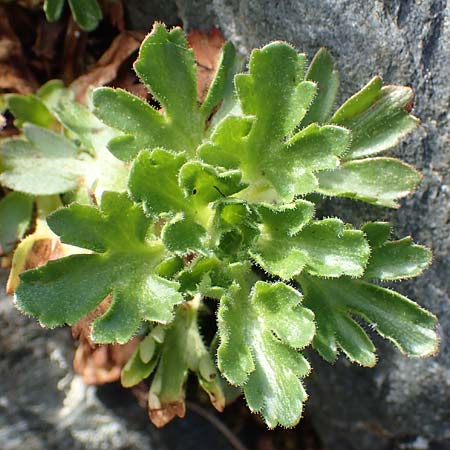 Saxifraga aquatica \ Wasser-Steinbrech / Pyrenean Water Saxifrage, F Pyren&auml;en/Pyrenees, Puigmal 1.8.2018