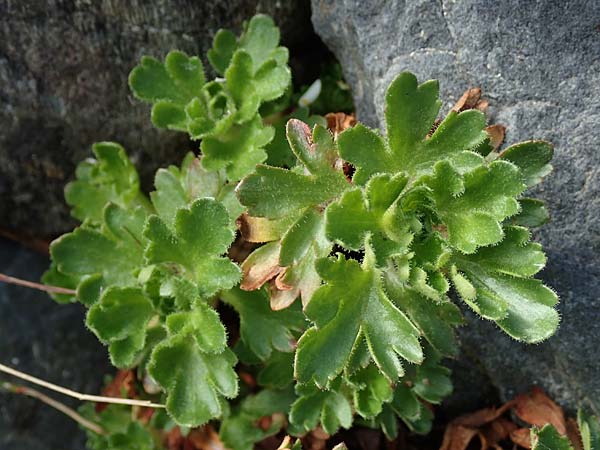 Saxifraga aquatica \ Wasser-Steinbrech / Pyrenean Water Saxifrage, F Pyren&auml;en/Pyrenees, Puigmal 1.8.2018