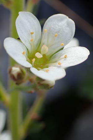 Saxifraga aquatica \ Wasser-Steinbrech / Pyrenean Water Saxifrage, F Pyren&auml;en/Pyrenees, Puigmal 1.8.2018