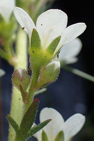 Saxifraga aquatica \ Wasser-Steinbrech / Pyrenean Water Saxifrage, F Pyren&auml;en/Pyrenees, Puigmal 1.8.2018