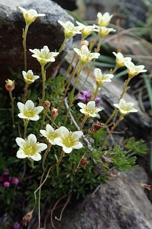 Saxifraga exarata subsp. fastigiata ? \ Aufrechter Moschus-Steinbrech / Erect Musky Saxifrage, F Pyrenäen/Pyrenees, Puigmal 1.8.2018