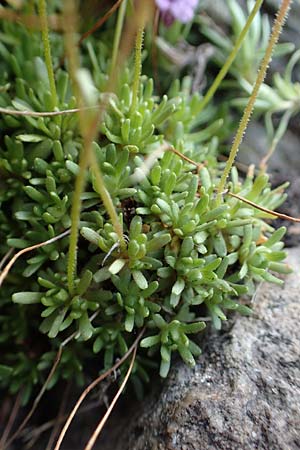 Saxifraga exarata subsp. fastigiata ? \ Aufrechter Moschus-Steinbrech / Erect Musky Saxifrage, F Pyrenäen/Pyrenees, Puigmal 1.8.2018