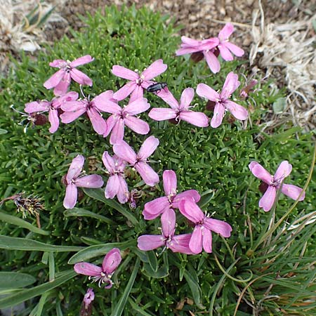 Silene exscapa \ Kiesel-Polsternelke, Silikat-Polsternelke / Moss Campion, F Pyrenäen/Pyrenees, Puigmal 1.8.2018