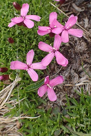 Silene exscapa \ Kiesel-Polsternelke, Silikat-Polsternelke / Moss Campion, F Pyrenäen/Pyrenees, Puigmal 1.8.2018