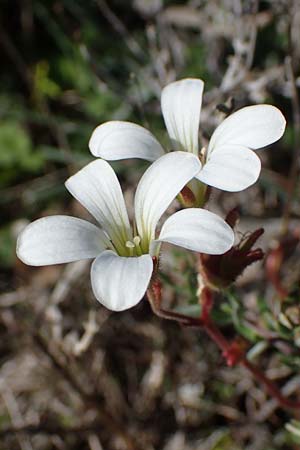 Saxifraga granulata \ Knllchen-Steinbrech / Meadow Saxifrage, F Caussols 2.5.2023