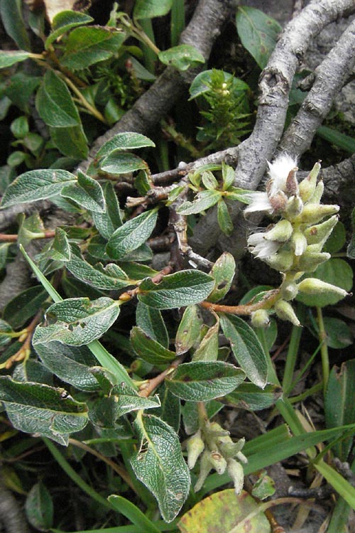Salix pyrenaica \ Pyren&auml;en-Weide / Pyrenean Willow, F Pyren&auml;en/Pyrenees, Eyne 9.8.2006