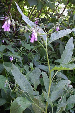 Symphytum uplandicum \ Futter-Beinwell / Russian Comfrey, F Pyrenäen/Pyrenees, Llo 25.6.2008