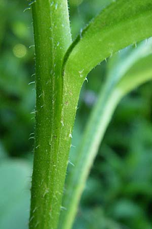 Symphytum uplandicum \ Futter-Beinwell / Russian Comfrey, F Pyrenäen/Pyrenees, Llo 25.6.2008