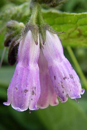 Symphytum uplandicum \ Futter-Beinwell / Russian Comfrey, F Pyrenäen/Pyrenees, Llo 25.6.2008