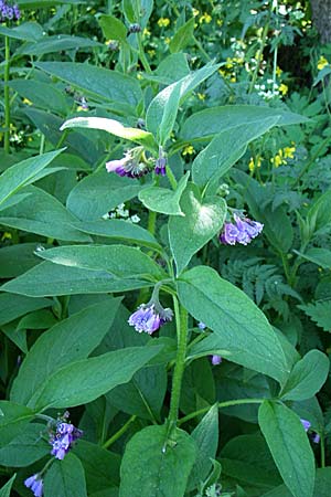 Symphytum uplandicum \ Futter-Beinwell / Russian Comfrey, F Pyrenäen/Pyrenees, Eyne 26.6.2008