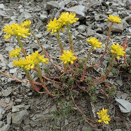 Sedum forsterianum \ Zierliche Felsen-Fetthenne / Rock Stonecrop, Welsh Stonecrop, F Pyrenäen/Pyrenees, Puigmal 29.7.2018