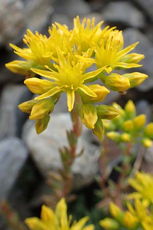 Sedum forsterianum \ Zierliche Felsen-Fetthenne / Rock Stonecrop, Welsh Stonecrop, F Pyrenäen/Pyrenees, Puigmal 29.7.2018