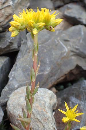Sedum forsterianum \ Zierliche Felsen-Fetthenne / Rock Stonecrop, Welsh Stonecrop, F Pyrenäen/Pyrenees, Puigmal 29.7.2018
