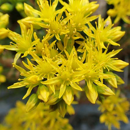 Sedum forsterianum \ Zierliche Felsen-Fetthenne / Rock Stonecrop, Welsh Stonecrop, F Pyrenäen/Pyrenees, Puigmal 29.7.2018