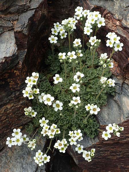 Saxifraga pubescens \ Flaumhaariger Steinbrech / Hairy Saxifrage, F Pyren&auml;en/Pyrenees, Puigmal 1.8.2018