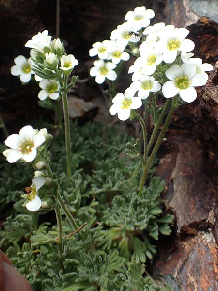 Saxifraga pubescens \ Flaumhaariger Steinbrech / Hairy Saxifrage, F Pyren&auml;en/Pyrenees, Puigmal 1.8.2018