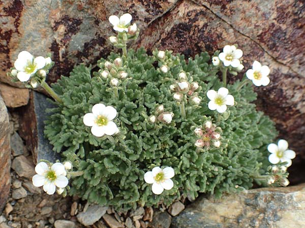 Saxifraga pubescens \ Flaumhaariger Steinbrech / Hairy Saxifrage, F Pyren&auml;en/Pyrenees, Puigmal 1.8.2018