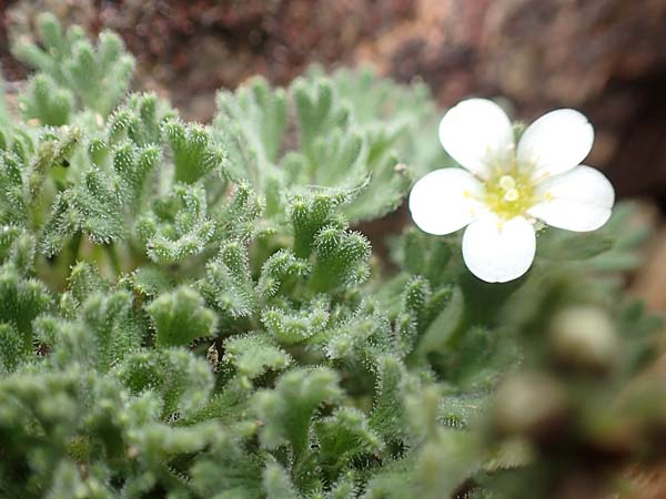 Saxifraga pubescens \ Flaumhaariger Steinbrech / Hairy Saxifrage, F Pyren&auml;en/Pyrenees, Puigmal 1.8.2018