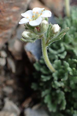 Saxifraga pubescens \ Flaumhaariger Steinbrech / Hairy Saxifrage, F Pyren&auml;en/Pyrenees, Puigmal 1.8.2018