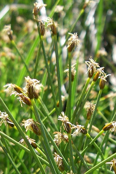 Trichophorum cespitosum subsp. cespitosum \ Gewhnliche Rasenbinse / Deer Grass, F Col de Saisies 21.6.2008